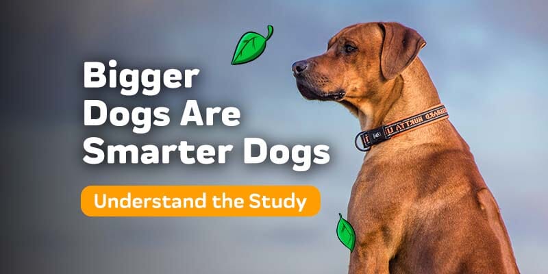 New Study: Bigger Dogs Are Smarter Dogs