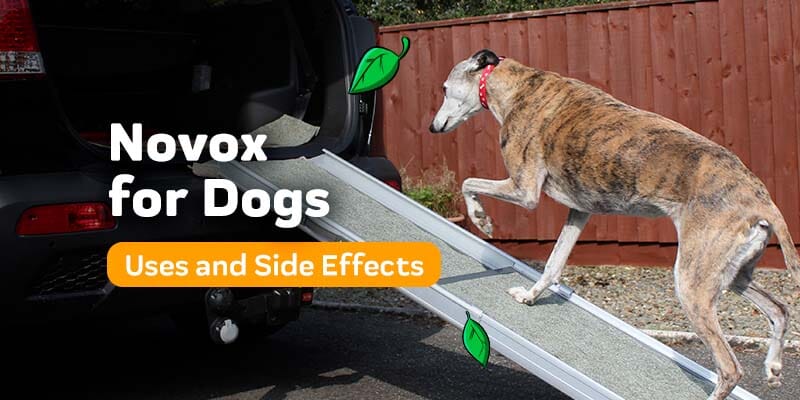 Novox For Dogs: Are There Natural Alternatives?