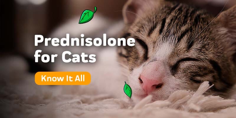 Prednisolone for Cats