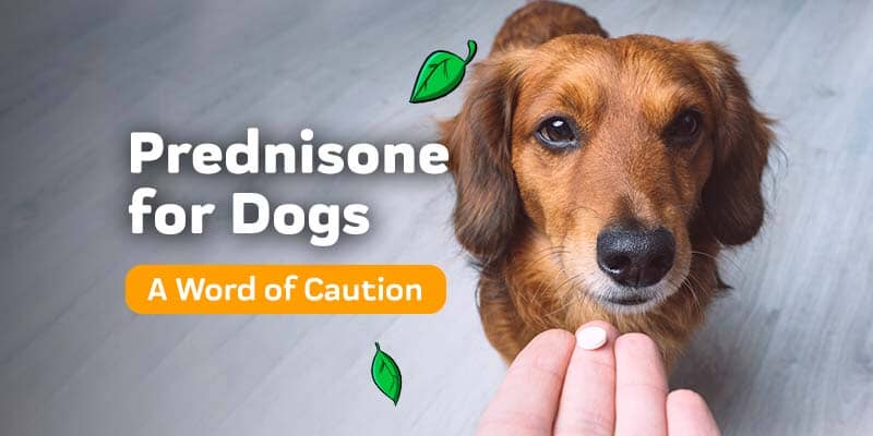 Prednisone for Dogs: Dosage, Side Effects, and Natural Alternatives