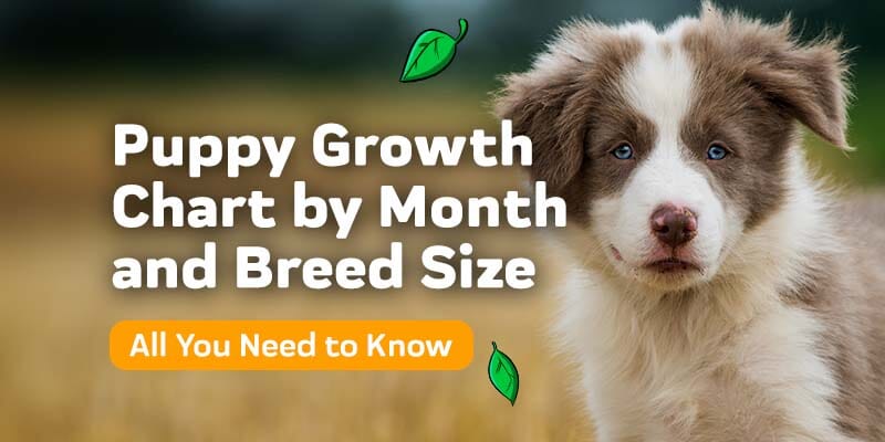 Puppy Growth Chart by Month & Breed Size with FAQ - All You Need to Know