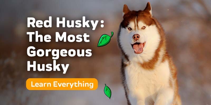 Red Husky – Facts About The Most Gorgeous Siberian Husky
