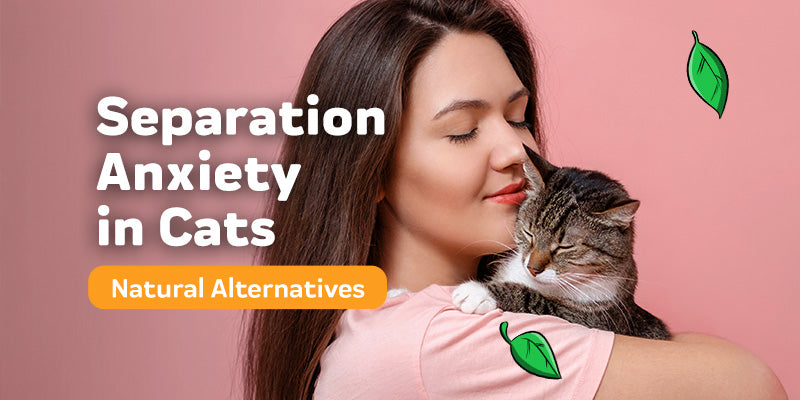 Natural Alternatives for your Cat's Separation Anxiety
