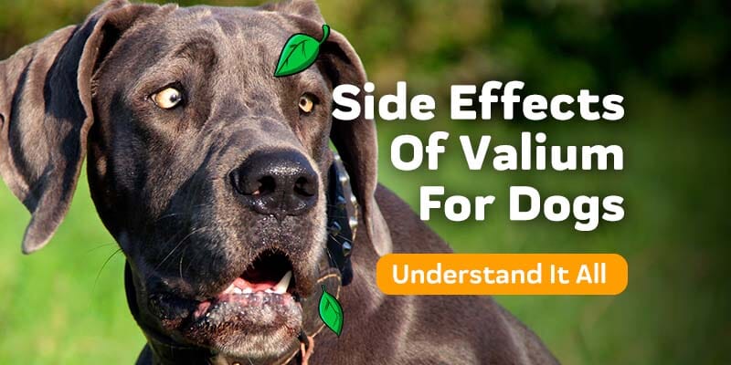 Side Effects Of Valium For Dogs