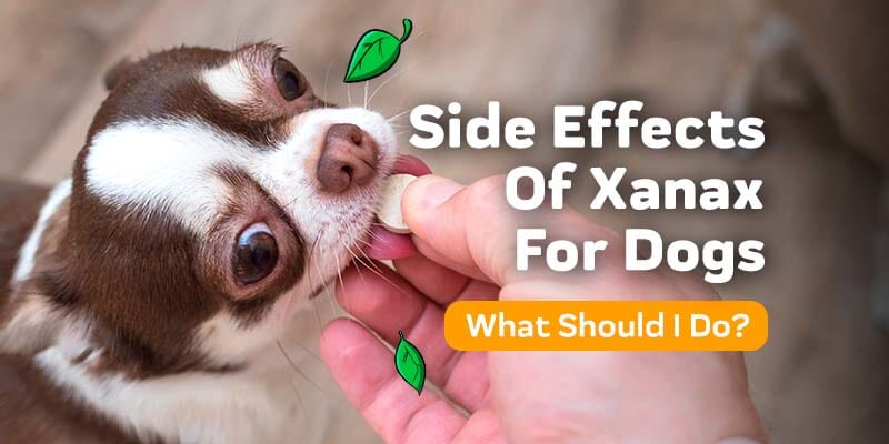 Side Effects Of Xanax For Dogs