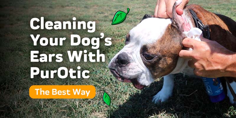 The Best Way To Clean Your Dog’s Ears With PurOtic