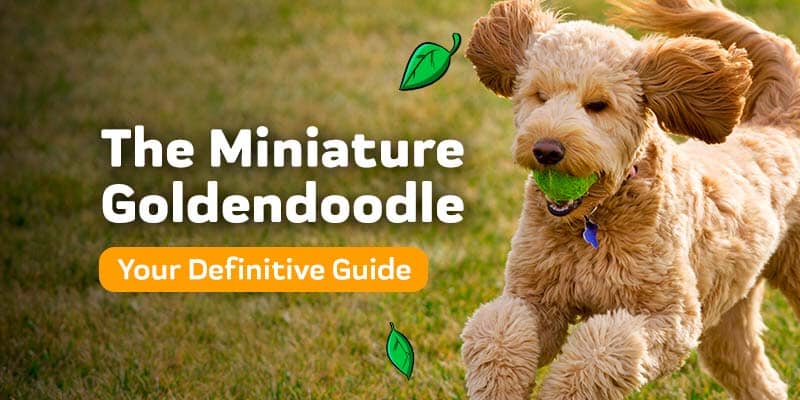 The Miniature Goldendoodle - Your Guide To This Awesome Dog