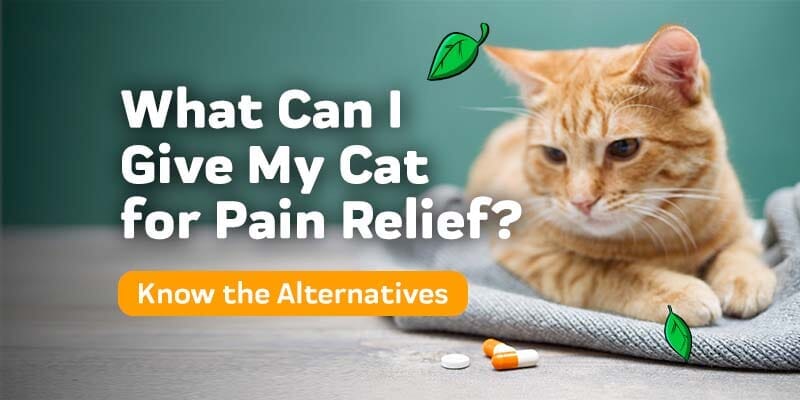 A Guide to Cat Pain Relief, Signs, Treatments, and Home Care
