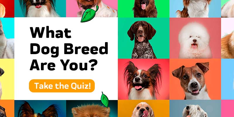 What Dog Breed Are You? Take the Quiz to Find Out!