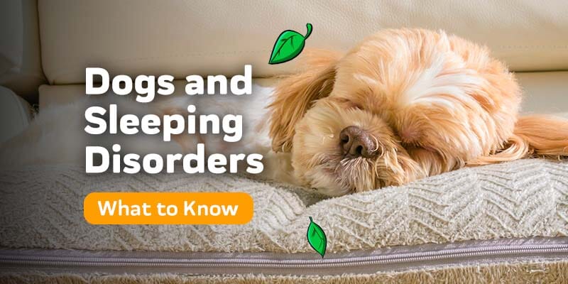 What To Know About Dogs and Sleeping Disorders