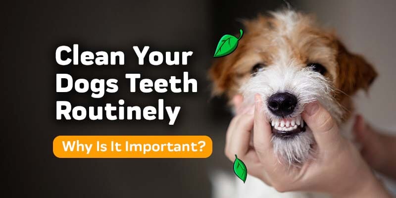 Why is it important to routinely clean your dogs teeth?