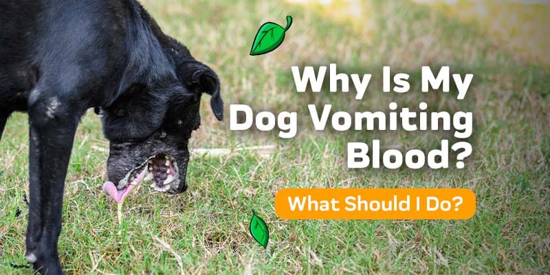 Why Is My Dog Vomiting Blood? Causes, Prevention, & Treatments