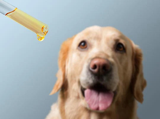 Dog receiving CBD
