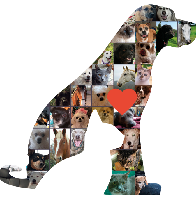 Innovetpet Ambassador