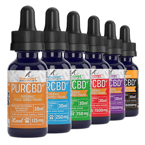 CBD Oil for Dogs