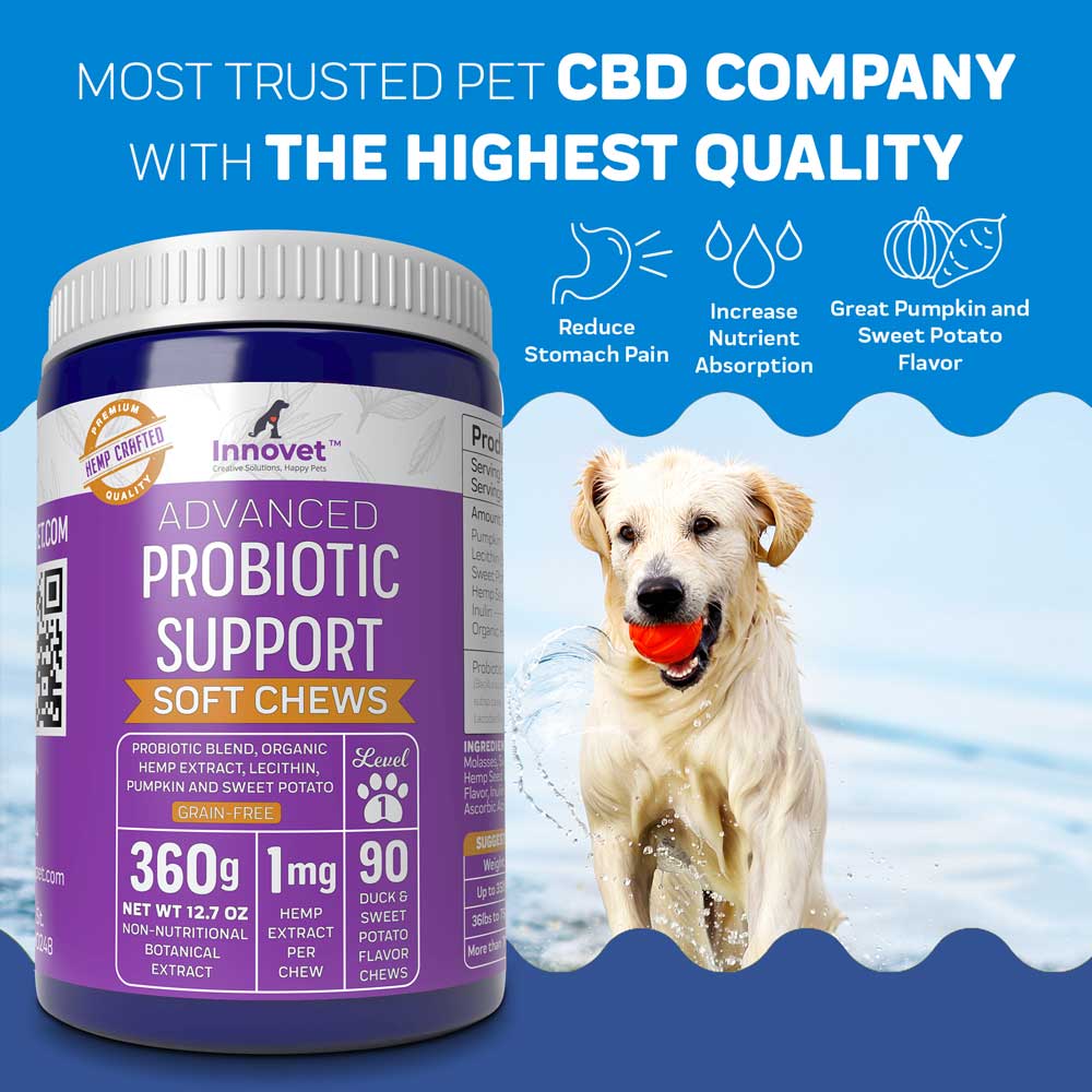 Dog Probiotic Chews Supports Healthy Gut Digestion Innovet Pet